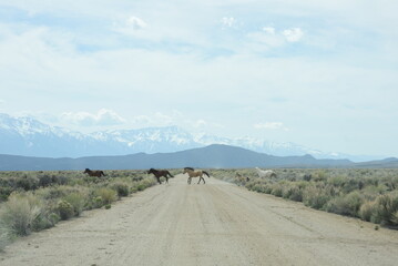 Wild Horses