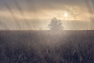 Landschaft zum Sonnenaufgang mit einem Baum im Nebel und hohem Gras und Wolken