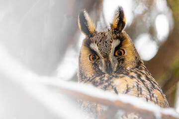 Long-eared owl