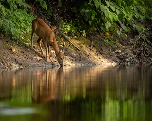 Fototapeten Roe deer © Pawel