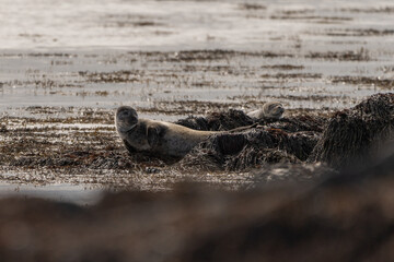 Seals chilling in the Beach, Iceland