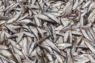 Closeup view of atlantic herring at fish plant.