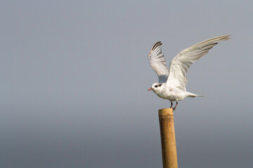 a white sea dove ready to fly after perching for a while on a post