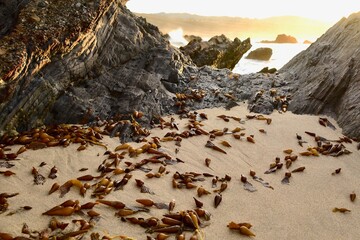 Golden Sun and Seaweed