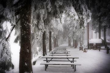 winter in the park