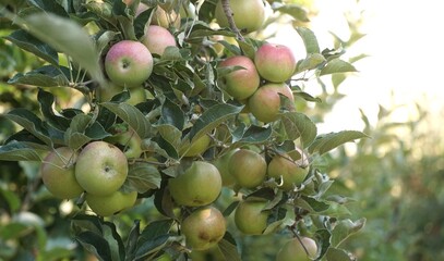 picture of a Ripe Apples in Orchard ready for harvesting,Morning shot