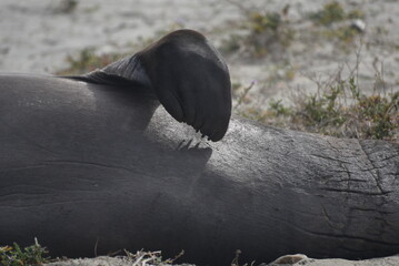 Elephant Seal Flipper
