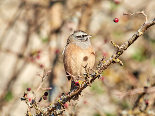Rock bunting in a natural environment. Emberiza cia