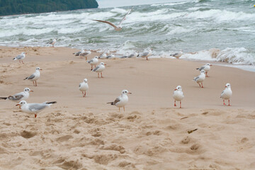 Mewy nad morzem   Seagulls next to the sea © Adrian White
