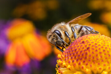 Honey bee covered with yellow pollen drink nectar, pollinating flower. Inspirational natural floral spring or summer blooming garden background. Life of insects. Extreme macro close up selective focus