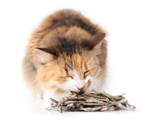 Cat eating dried sardines. Cute fluffy calico cat sitting in behind a pile of dehydrated sardines. Healthy dog and cat snack or supplement rich on protein, omega 3 and 6 and calcium. Selective focus.