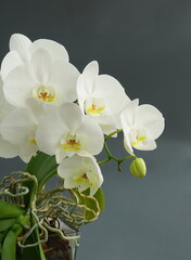 White orchid flowers in a gray background. View from the side, home tropical flower. Houseplant Phalaenopsis close up, vertical orientation.
