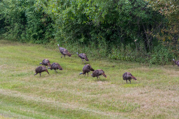 Wild Turkey Hen And Goslings In An Urban Field