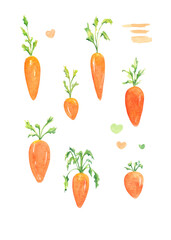 Watercolor carrots set. Vegetable illustration.Cute carrots