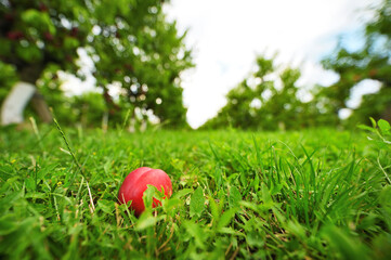 red ripe peach or nectarine close-up in the grass