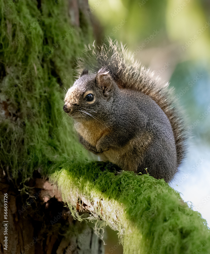 Sticker Close-up of inquisitive squirrel perched on a mossy branch