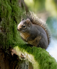 Close-up of inquisitive squirrel perched on a mossy branch