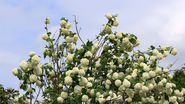 snowball flowering in spring, viburnum opulus 
