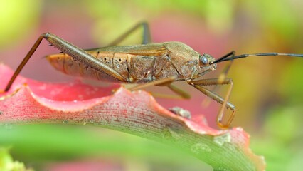 Squash bug insect sitting on blade of green grass. Close-up shot
