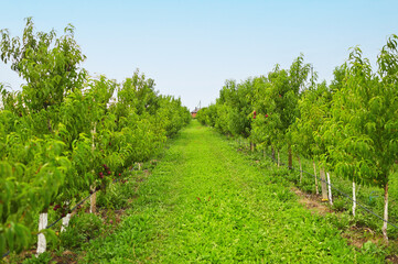 Fototapeta na wymiar lot rows of peach trees on a farm or in an orchard against a background of greenery and sky