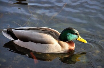 утка на озере