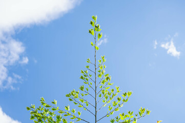 Obraz premium 青空と青葉