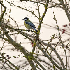 small great tit (Parus major) sitting on a bush with blured background 