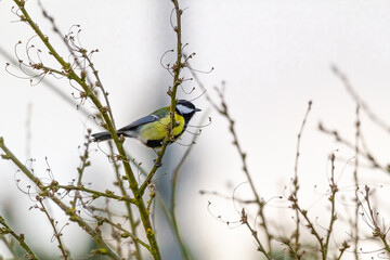 small great tit (Parus major) sitting on a bush with blured background 