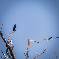 Bird and Wildlife photography 