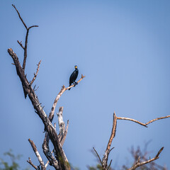 Bird and Wildlife photography 