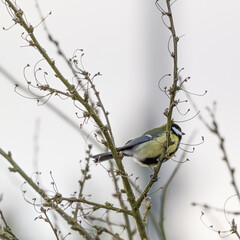 small great tit (Parus major) sitting on a bush with blured background 