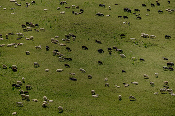 flock of sheep grazing in mountain meadow