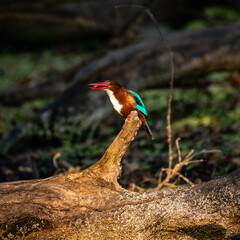 Bird and Wildlife photography 