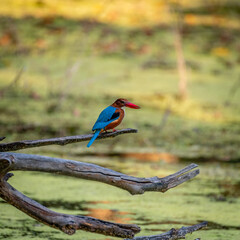 Bird and Wildlife photography 