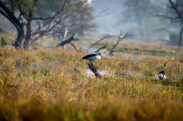 Bird and Wildlife photography 