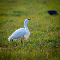 Bird and Wildlife photography 