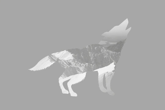 Silhouette of the howling wolf. Inside of it there are mountains, grey silver howling wolf and mountains