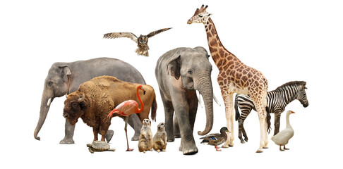 Group of different wild animals on white background, collage