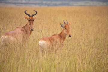 Topi antelope at Masai Mara National Park, Tanzania