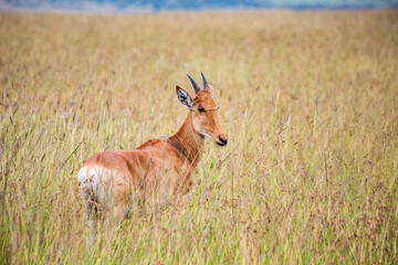 Naklejka na ściany i meble Topi antelope at Masai Mara National Park, Tanzania