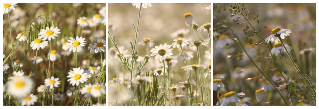 Collage with photos of beautiful chamomile flowers growing in meadow