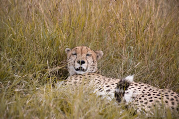 Wild cute cheetah chilling in the grass in Masai Mara National Reserve, Kenya