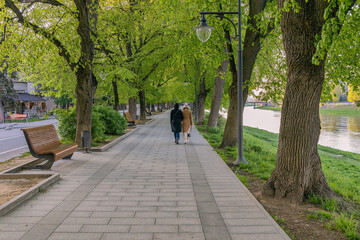 Alley of trees in Uzhhorod, Ukraine. Beautiful urban outdoor background