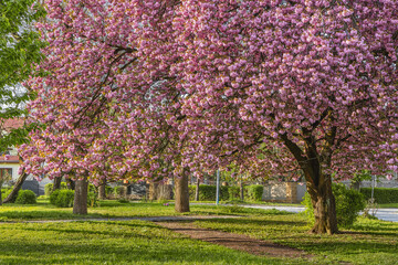 Sakura trees in blossom, beautiful springtime outdoor background