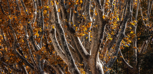 Trees in the Downtown Streets of Rome Italy. Fall Season. Sunny Day.