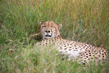 Wild cute cheetah chilling in the grass in Masai Mara National Reserve, Kenya