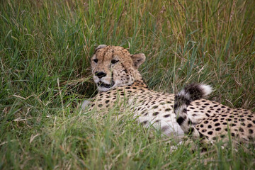 Naklejka na ściany i meble Wild cute cheetah chilling in the grass in Masai Mara National Reserve, Kenya