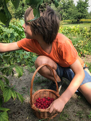 Chłopiec w wiosennym ogrodzie zbierający świeże owoce i warzywa, buraki, pomidory  i maliny - obrazy, fototapety, plakaty