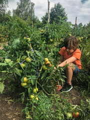Chłopiec we wiosennym ogrodzie zbierający świeże owoce i warzywa, buraki, pomidory  i maliny