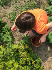 Chłopiec w wiosennym ogrodzie zbierający świeże owoce i warzywa.